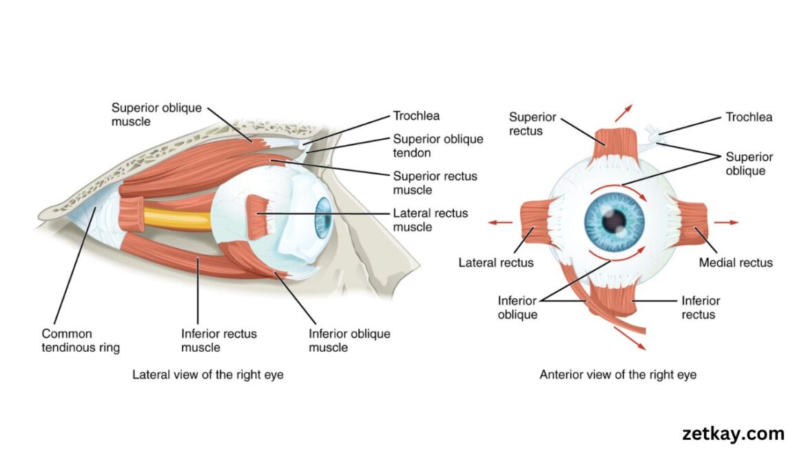 Eye Muscles