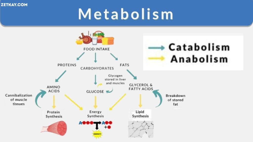 Metabolism